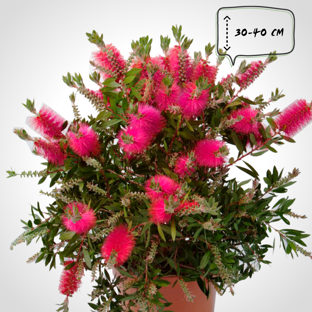 Каллистемон прутовидный семена. Каллистемон посадка и уход в открытом. Callistemon citrinus splendens. Каллистемон. Каллистемон лимонный.